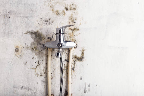 Best Mold Removal Specialists  in Johnsonburg, PA