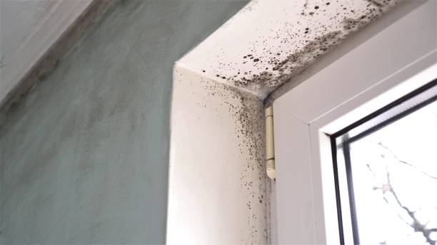 Best Mold Damage Repair  in Johnsonburg, PA