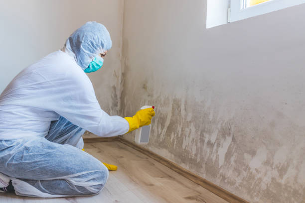 Best Certified Mold Removal  in Johnsonburg, PA