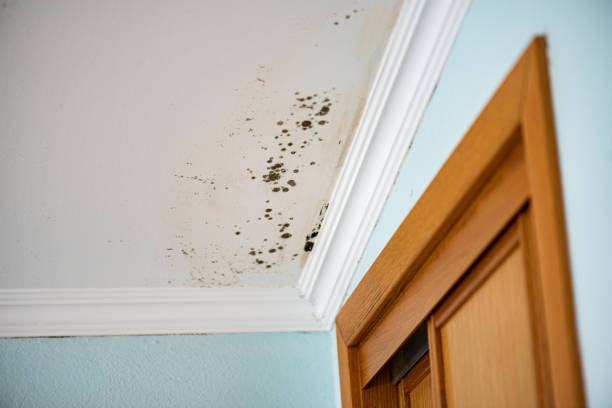 Best Toxic Mold Removal  in Johnsonburg, PA