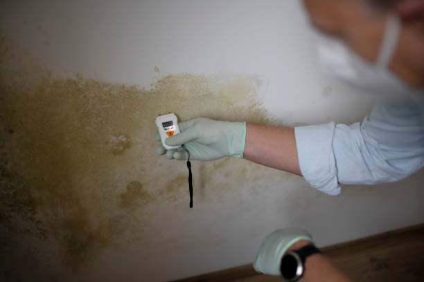 Best Mold Removal Company Near Me  in Johnsonburg, PA
