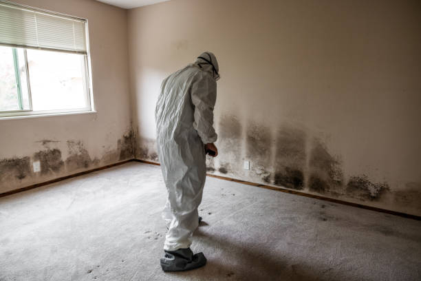 Home Mold Removal in Johnsonburg, PA