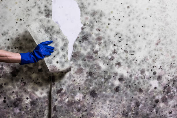 Best Home Mold Removal  in Johnsonburg, PA