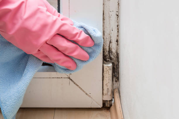 Best Black Mold Removal  in Johnsonburg, PA
