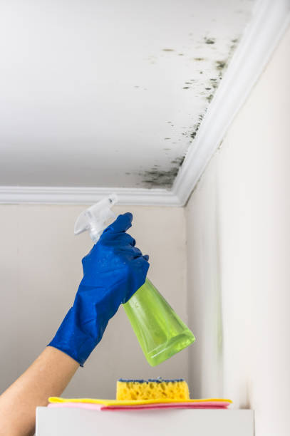 Best Local Mold Removal Service  in Johnsonburg, PA
